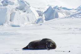 Image of Weddell seal