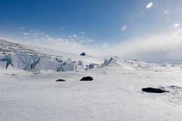 Image of Weddell seal