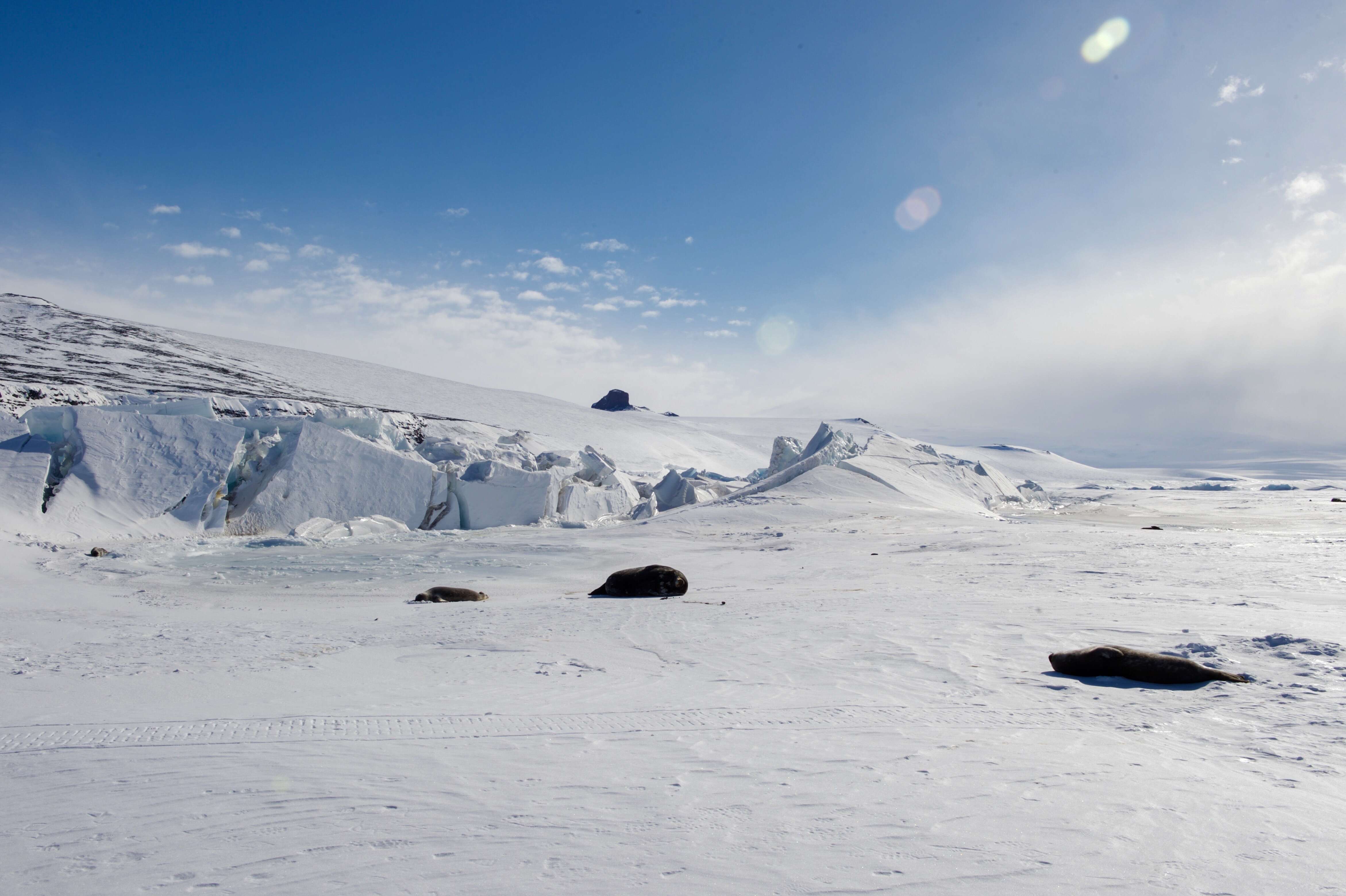 Image of Weddell seal