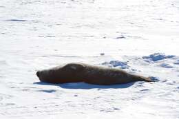 Image of Weddell seal