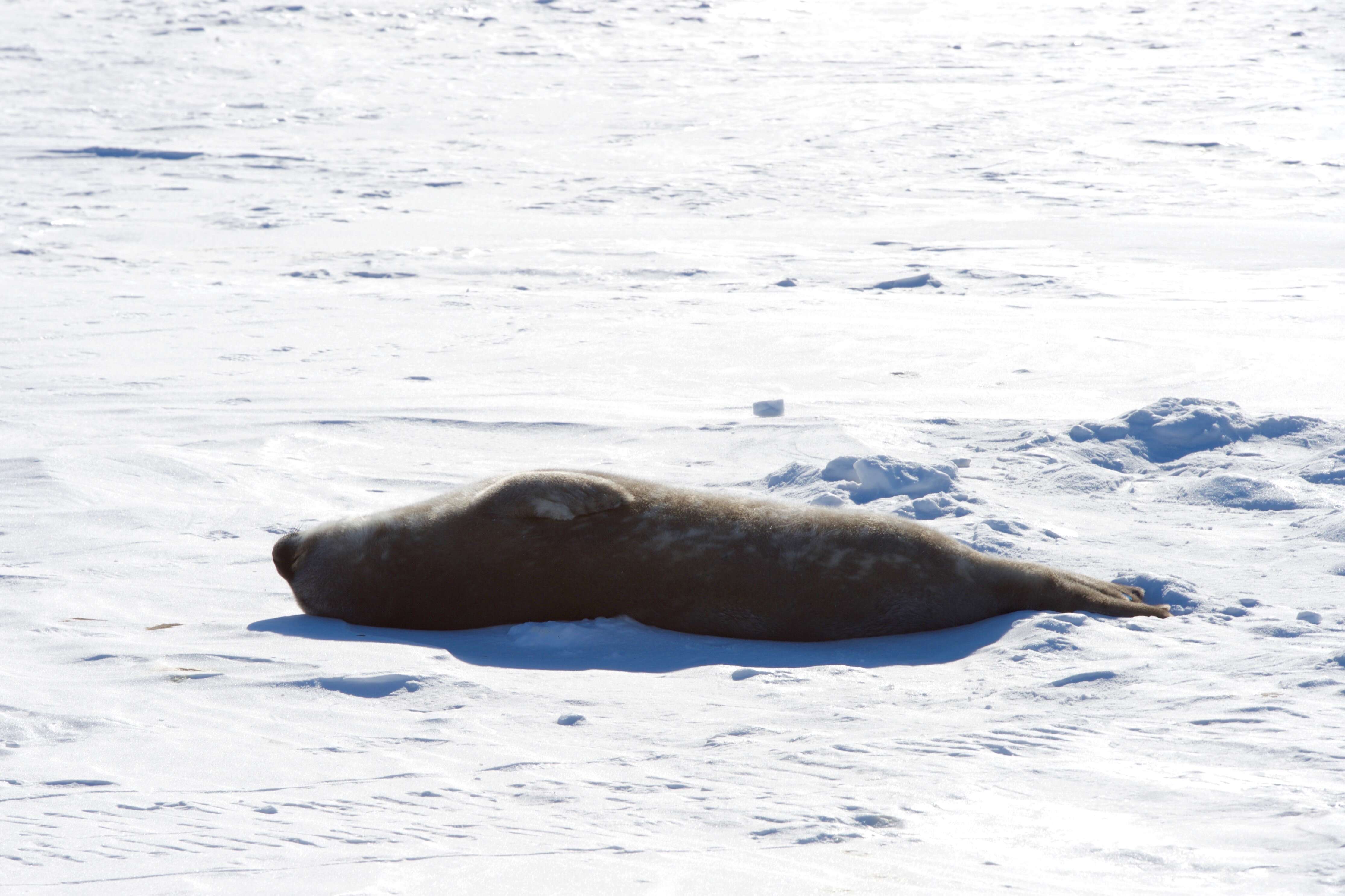 Image of Weddell seal