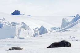 Image of Weddell seal