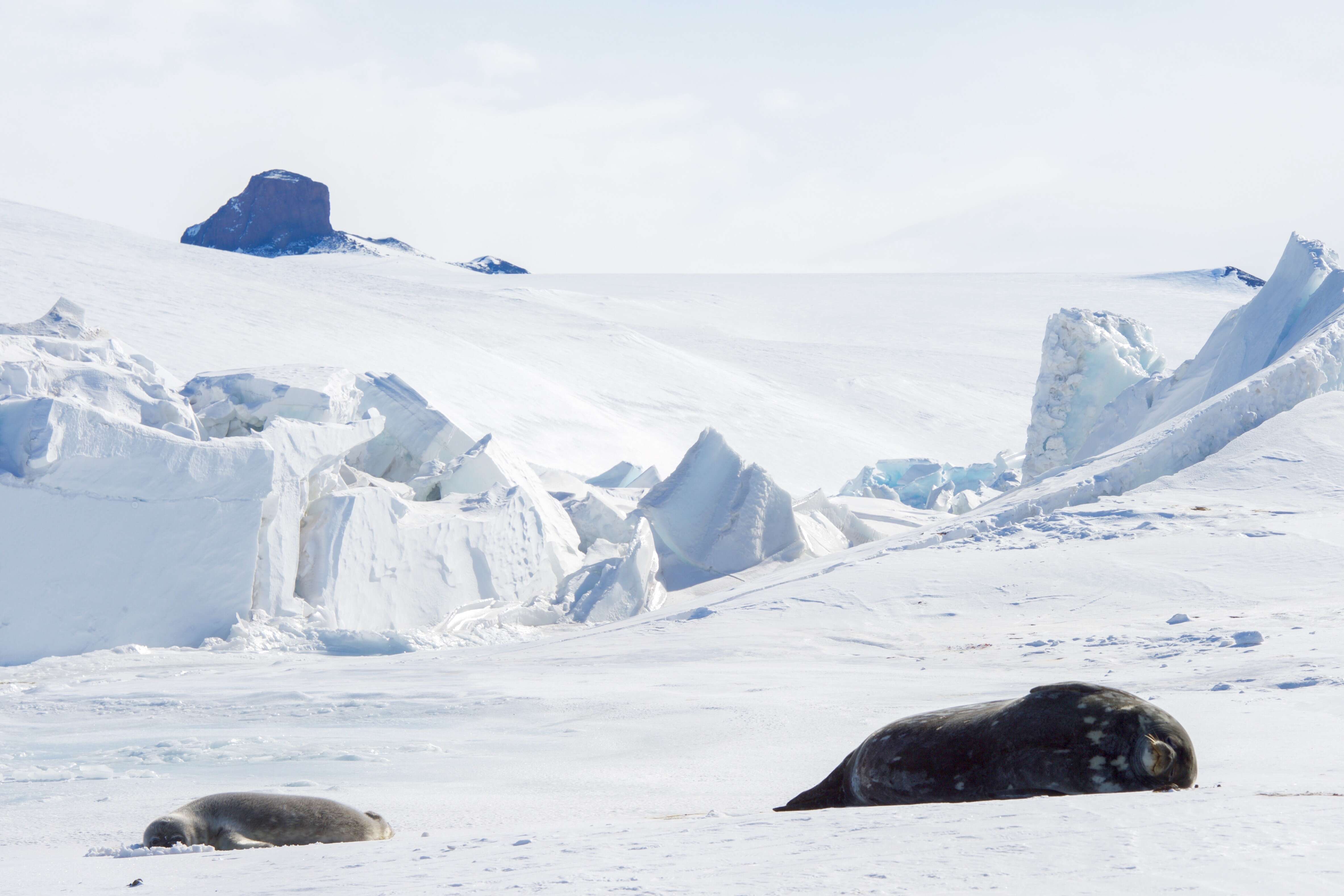 Image of Weddell seal