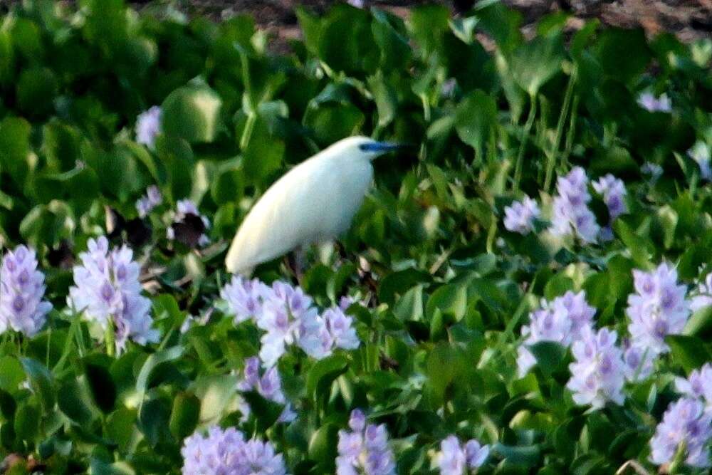 Image of Madagascar Pond-Heron