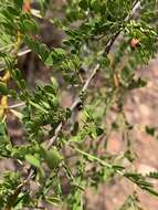 Image of Vachellia swazica (Burtt Davy) Kyal. & Boatwr.