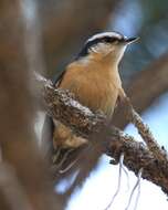 Image of Red-breasted Nuthatch