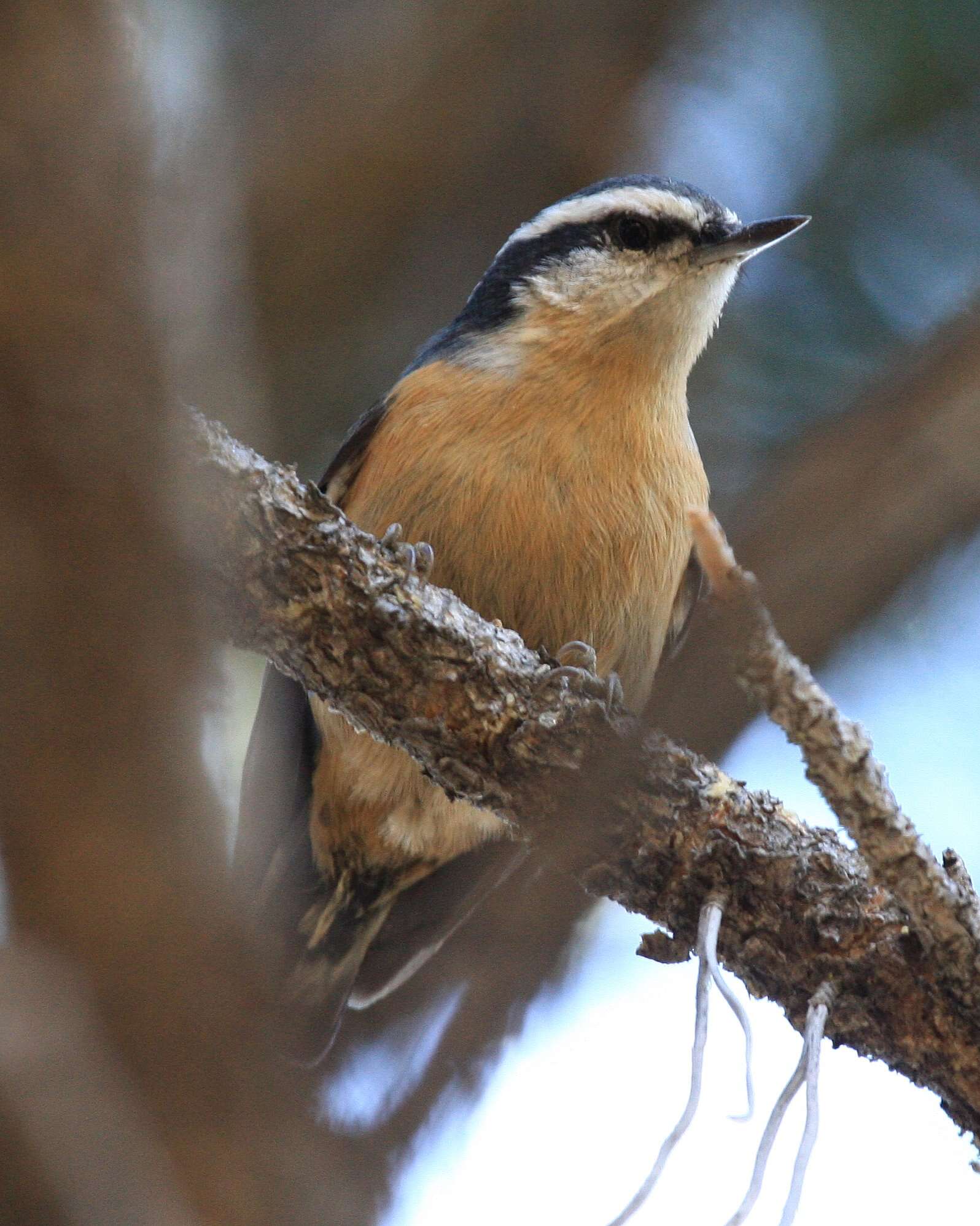 Imagem de Sitta canadensis Linnaeus 1766