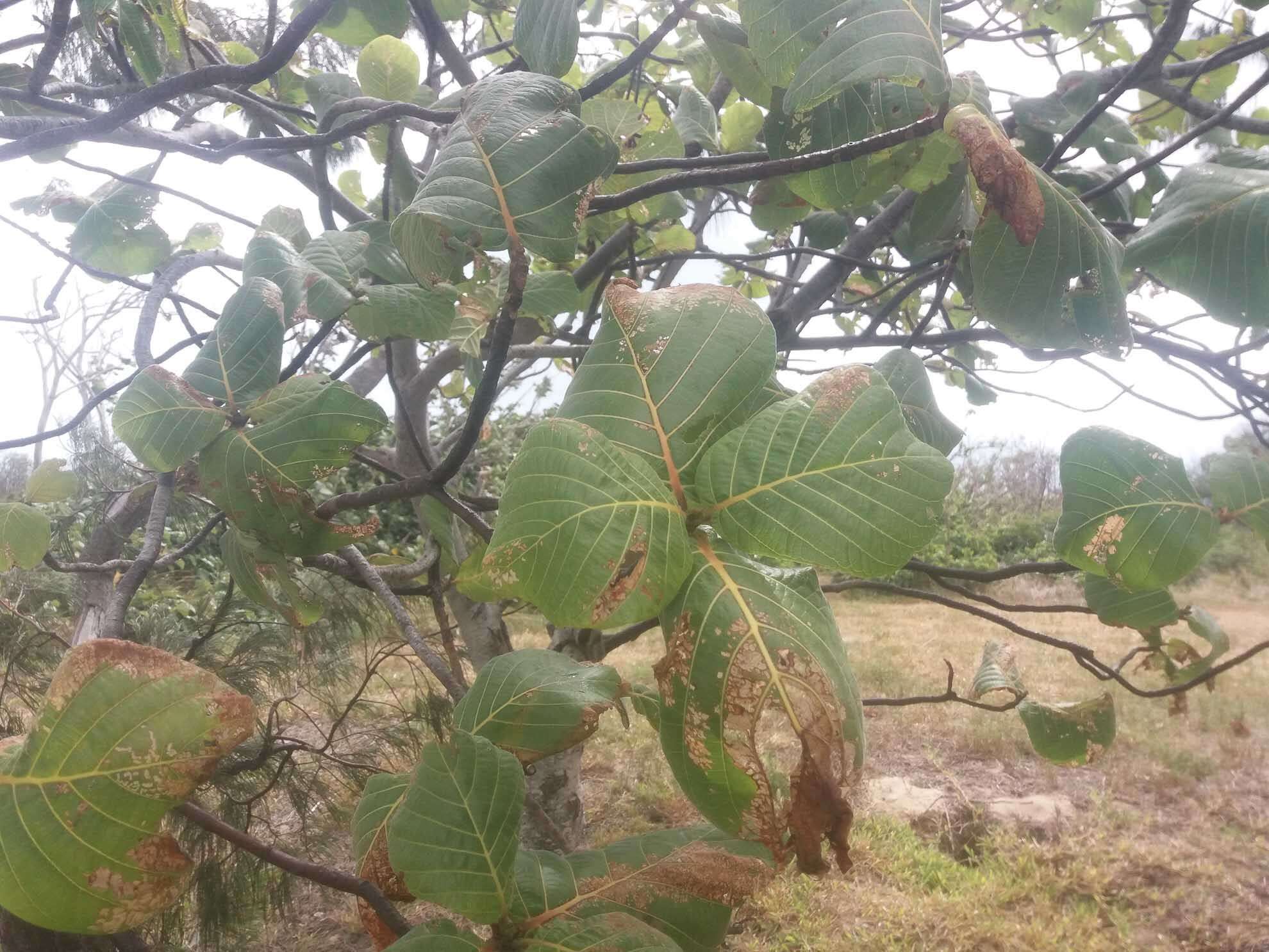 Imagem de Guettarda speciosa L.