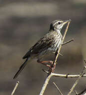 Image of Malindi Pipit