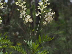 Imagem de Lomatia silaifolia (Sm.) R. Br.