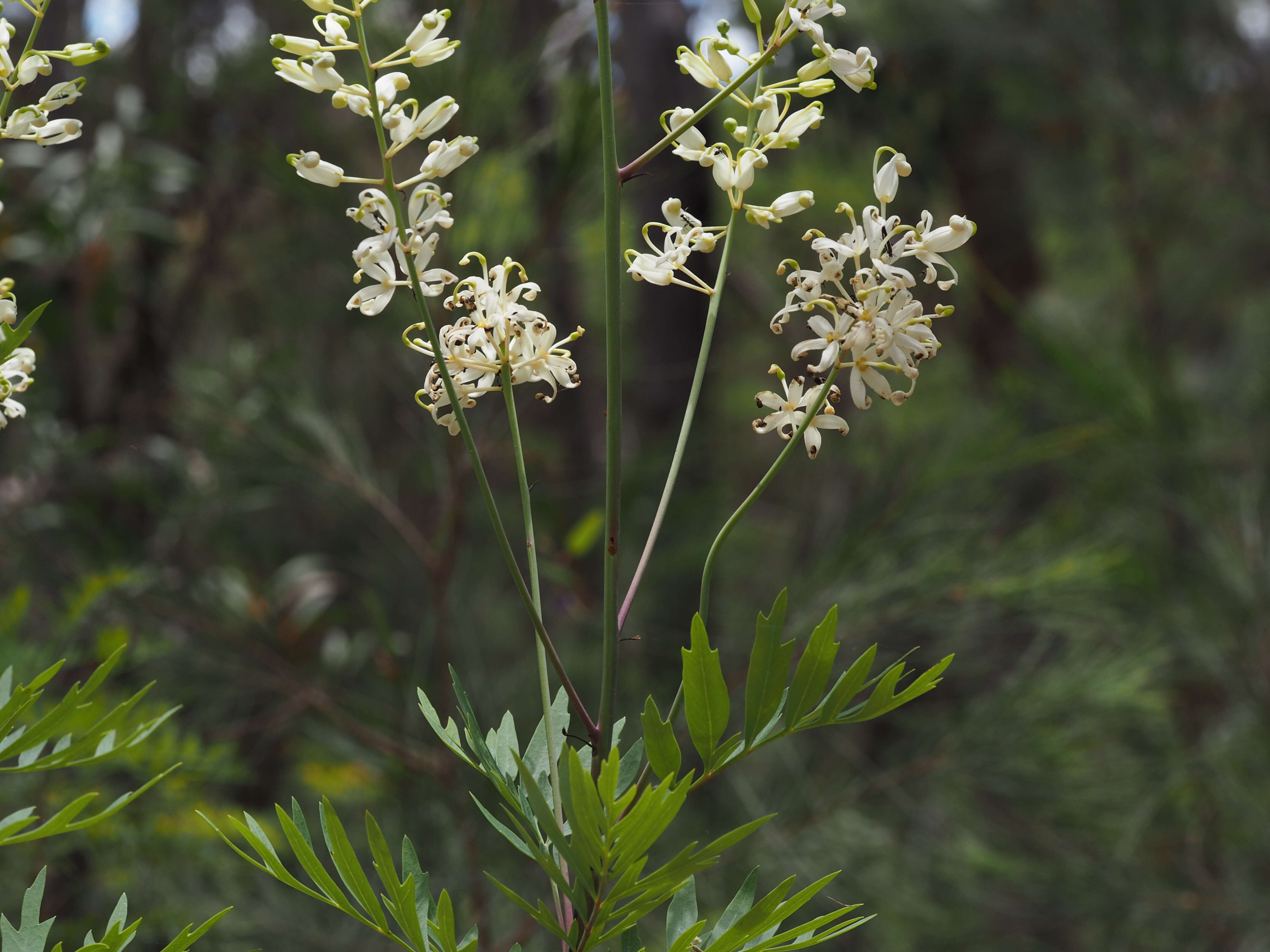 Imagem de Lomatia silaifolia (Sm.) R. Br.