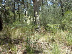 Image of Lomatia silaifolia (Sm.) R. Br.