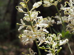 Imagem de Lomatia silaifolia (Sm.) R. Br.