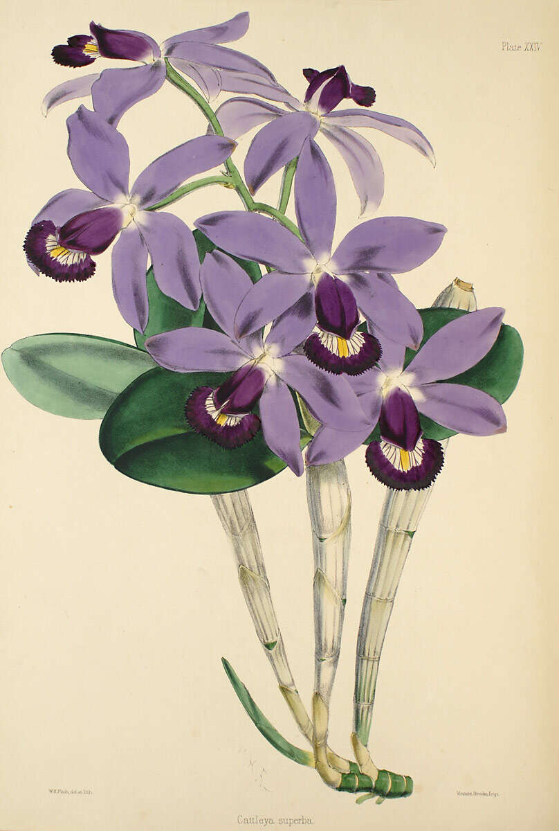 Image of Violet Cattleya