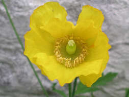 Image of Welsh Poppy