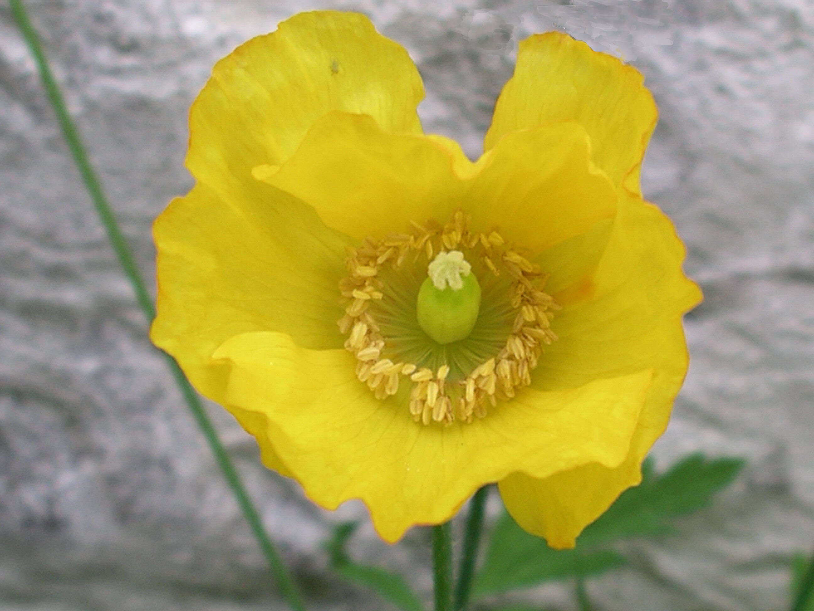 Image of Welsh Poppy
