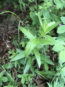 Image of hawkweed