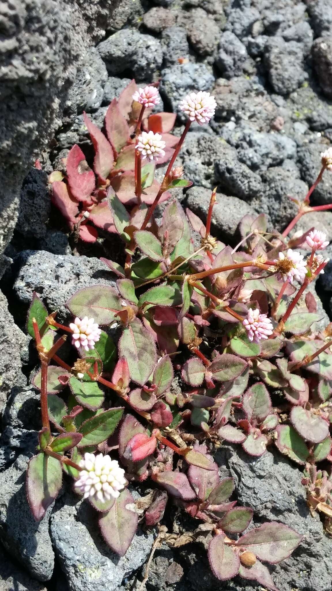 Imagem de Persicaria capitata (Buch.-Ham. ex D. Don) H. Gross