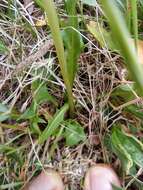 Image of Taraxacum arcticum (Trautv.) Dahlst.