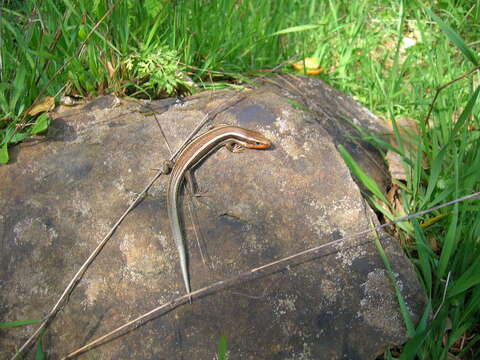 Image of Western Skink