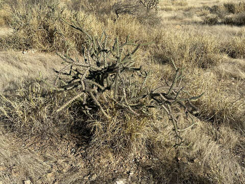 Image of Cylindropuntia thurberi subsp. thurberi