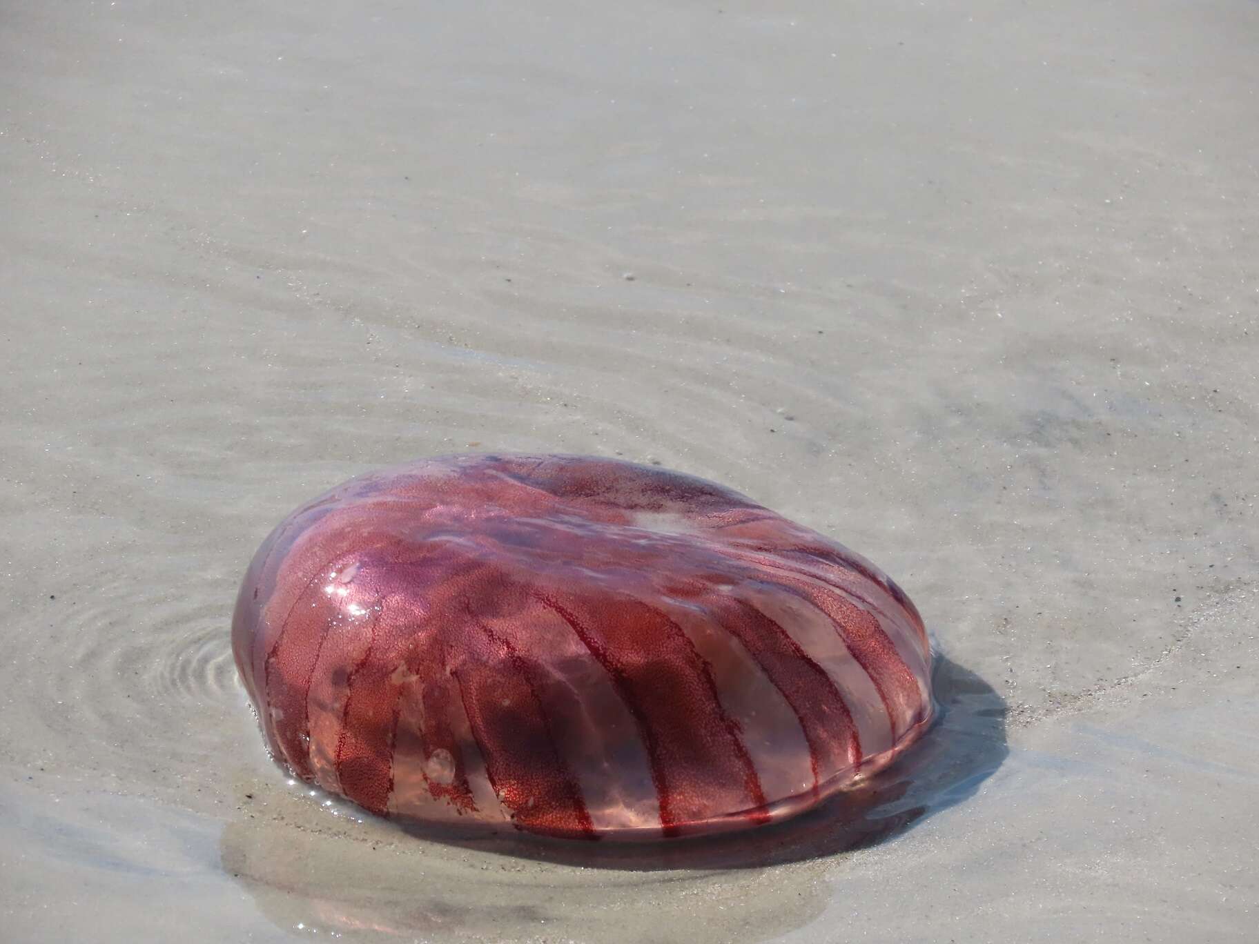 Image of sea nettle