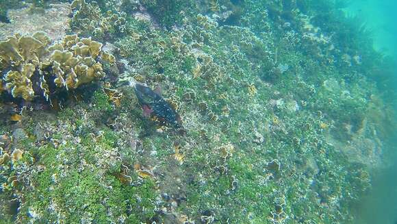 Image of Dark Green Parrotfish