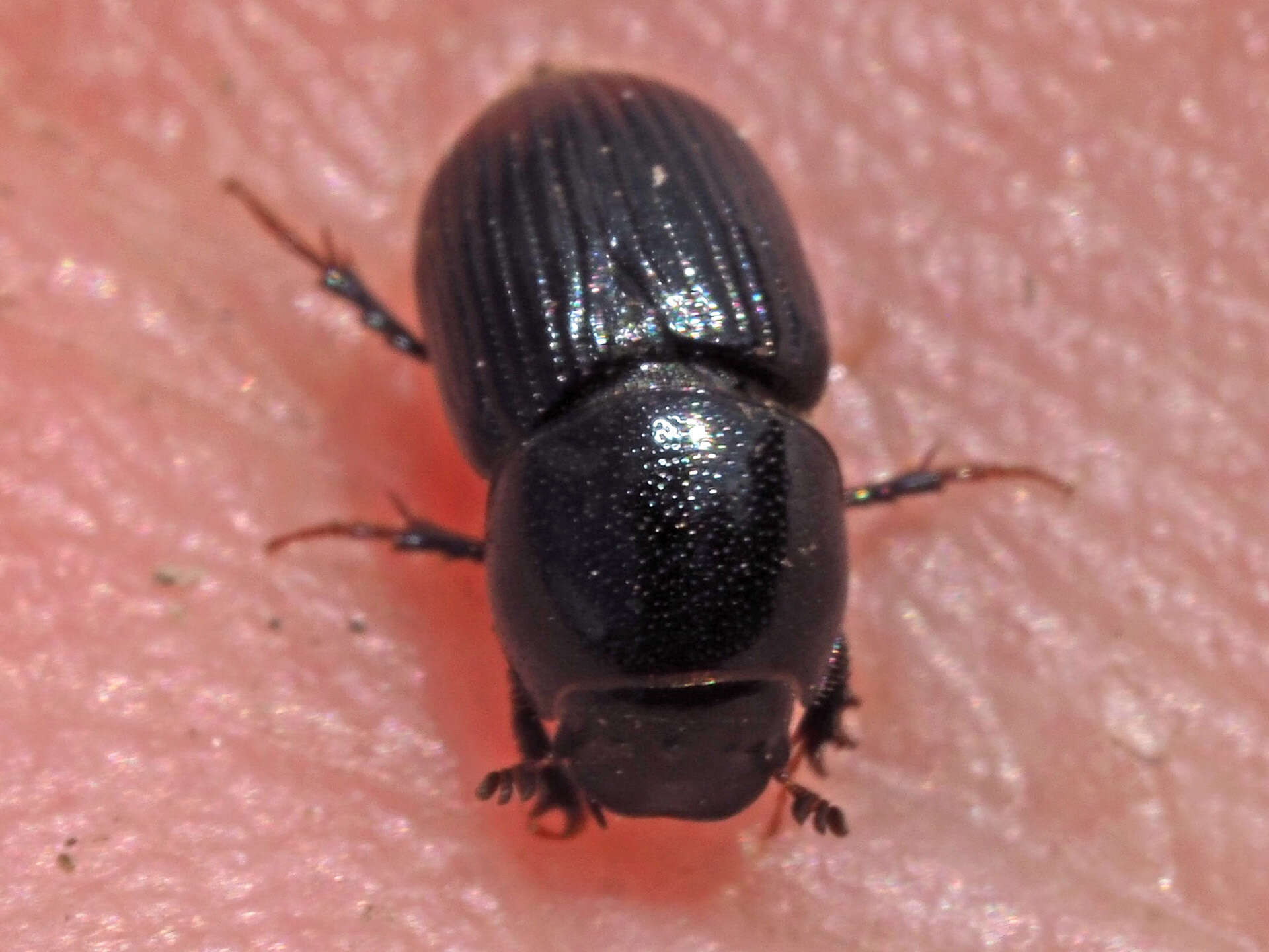 Image of Otophorus