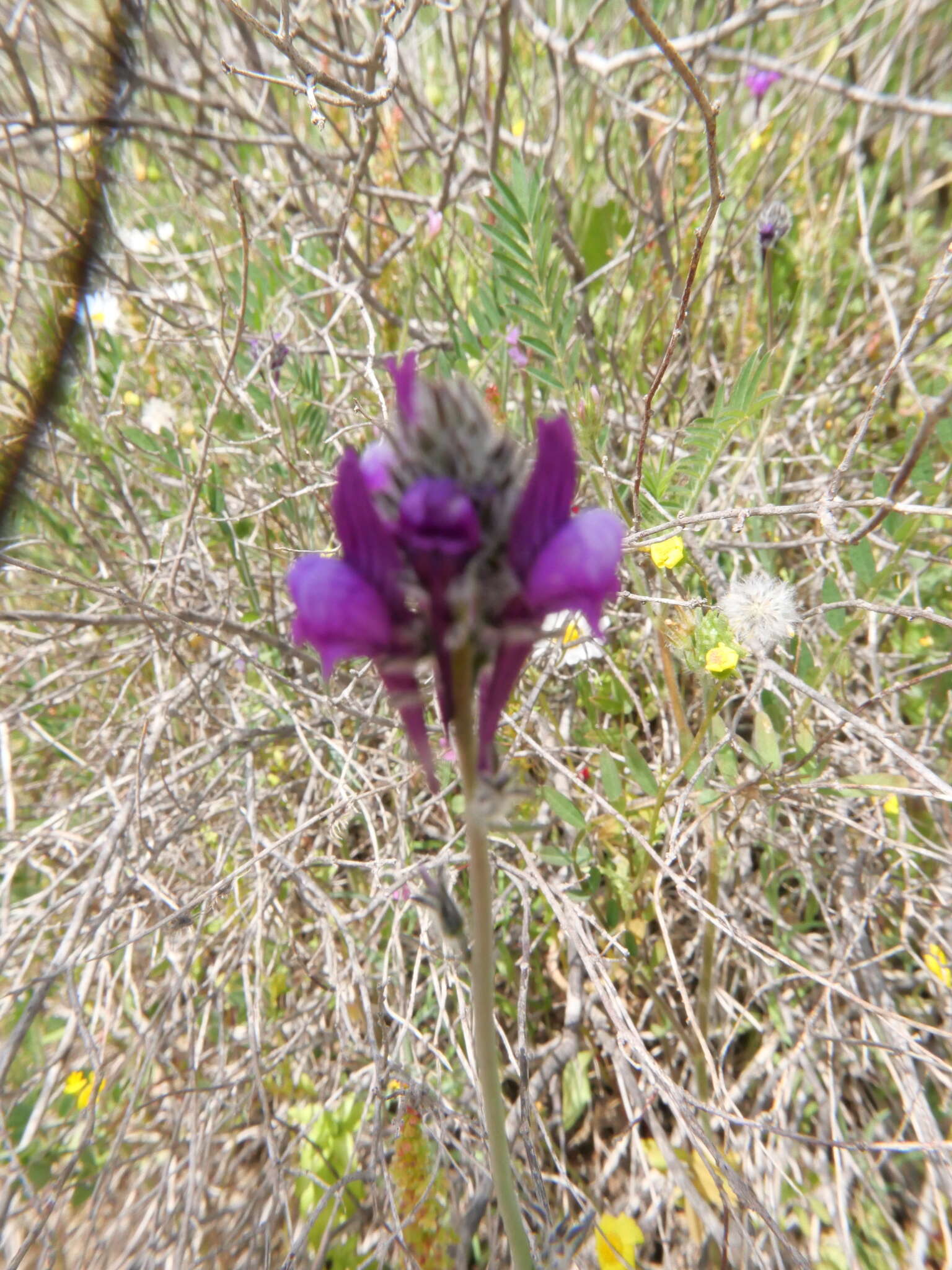 Image of Linaria joppensis Bornm.