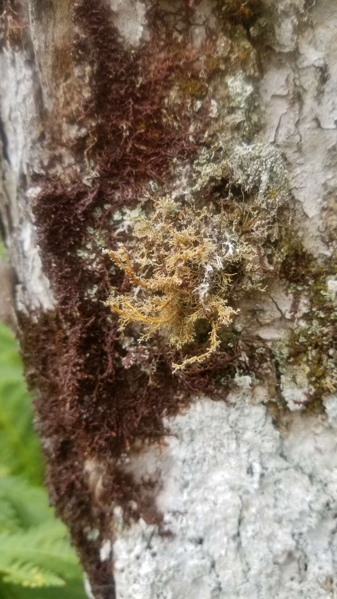 Image of globe ball lichen