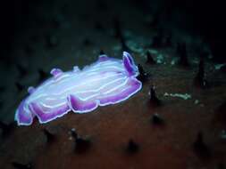 Image of pink flatworm
