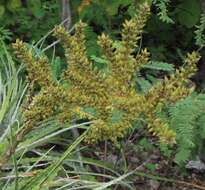 Image of Hechtia jaliscana L. B. Sm.