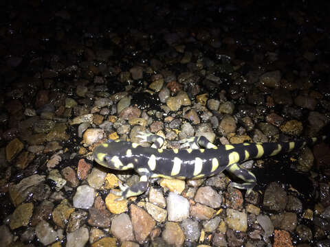 Image of Barred Tiger Salamander