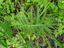 Image of Tanacetum vulgare subsp. boreale (Fisch. ex DC.) A 1975