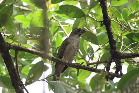 Image of Saltator albicollis guadelupensis Lafresnaye 1844