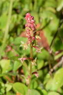 Plancia ëd Rumex bucephalophorus L.