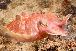 Image of Ken's cuttlefish