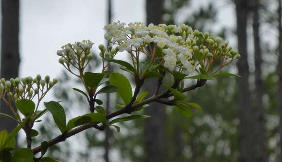 Image of small-leaf arrowwood