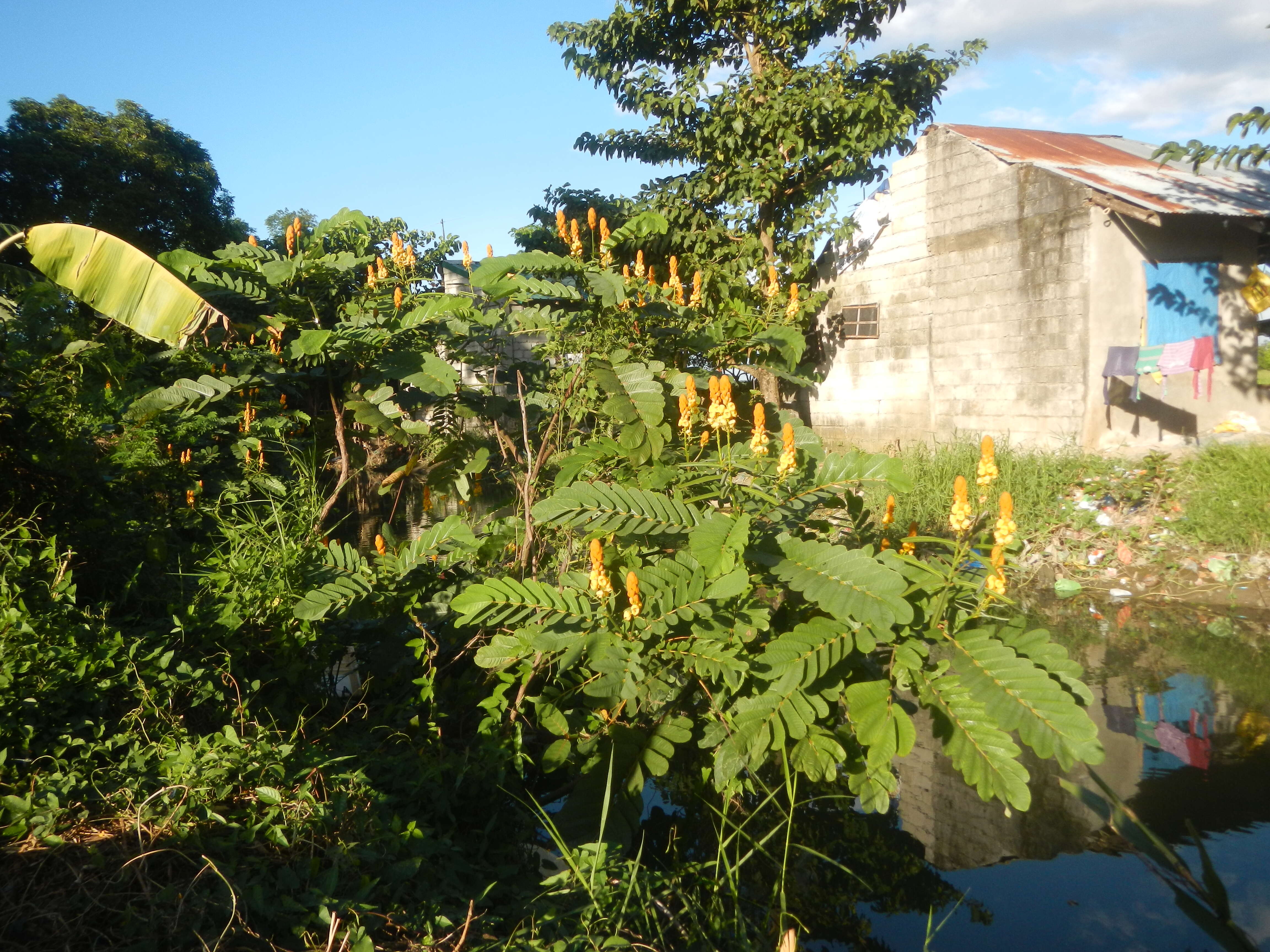 Слика од Senna alata (L.) Roxb.