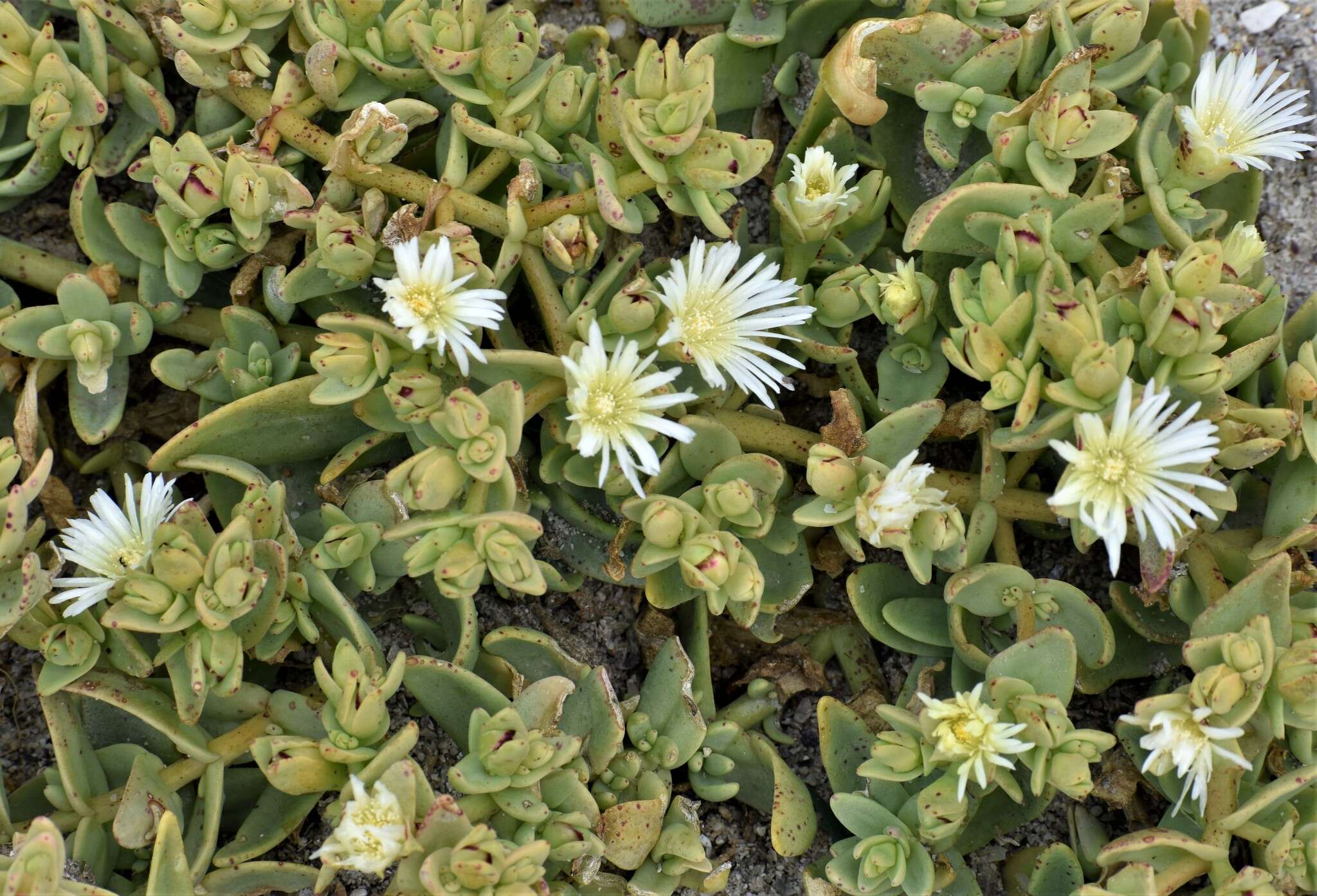 Image of Mesembryanthemum pallens subsp. pallens