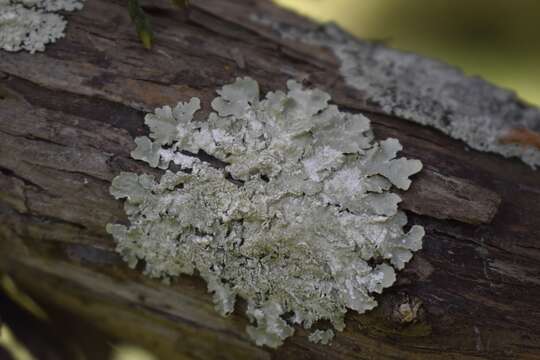 Image of canoparmelia lichen