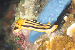 Image of Chromodoris joshi Gosliner & Behrens 1998