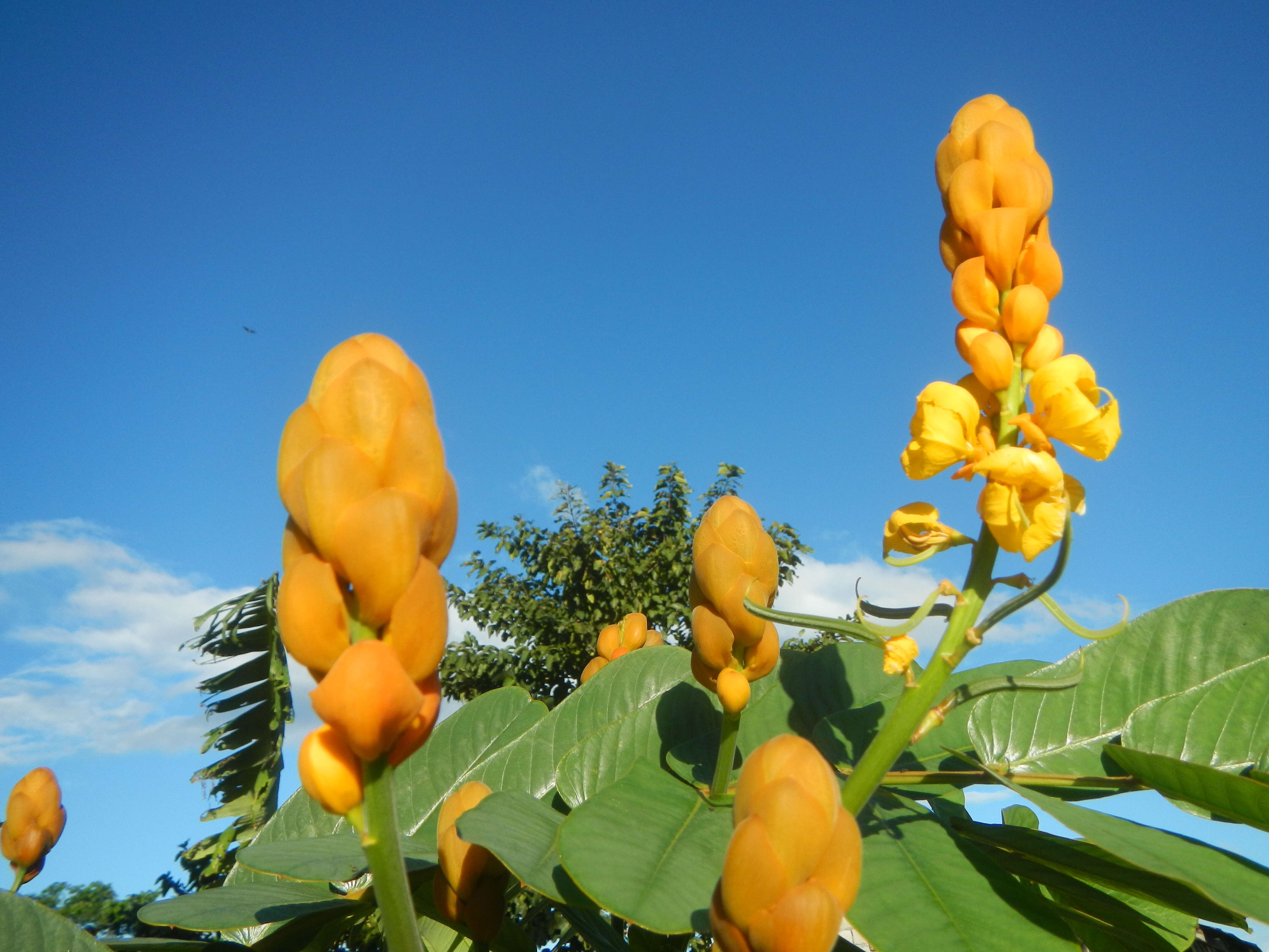 Слика од Senna alata (L.) Roxb.