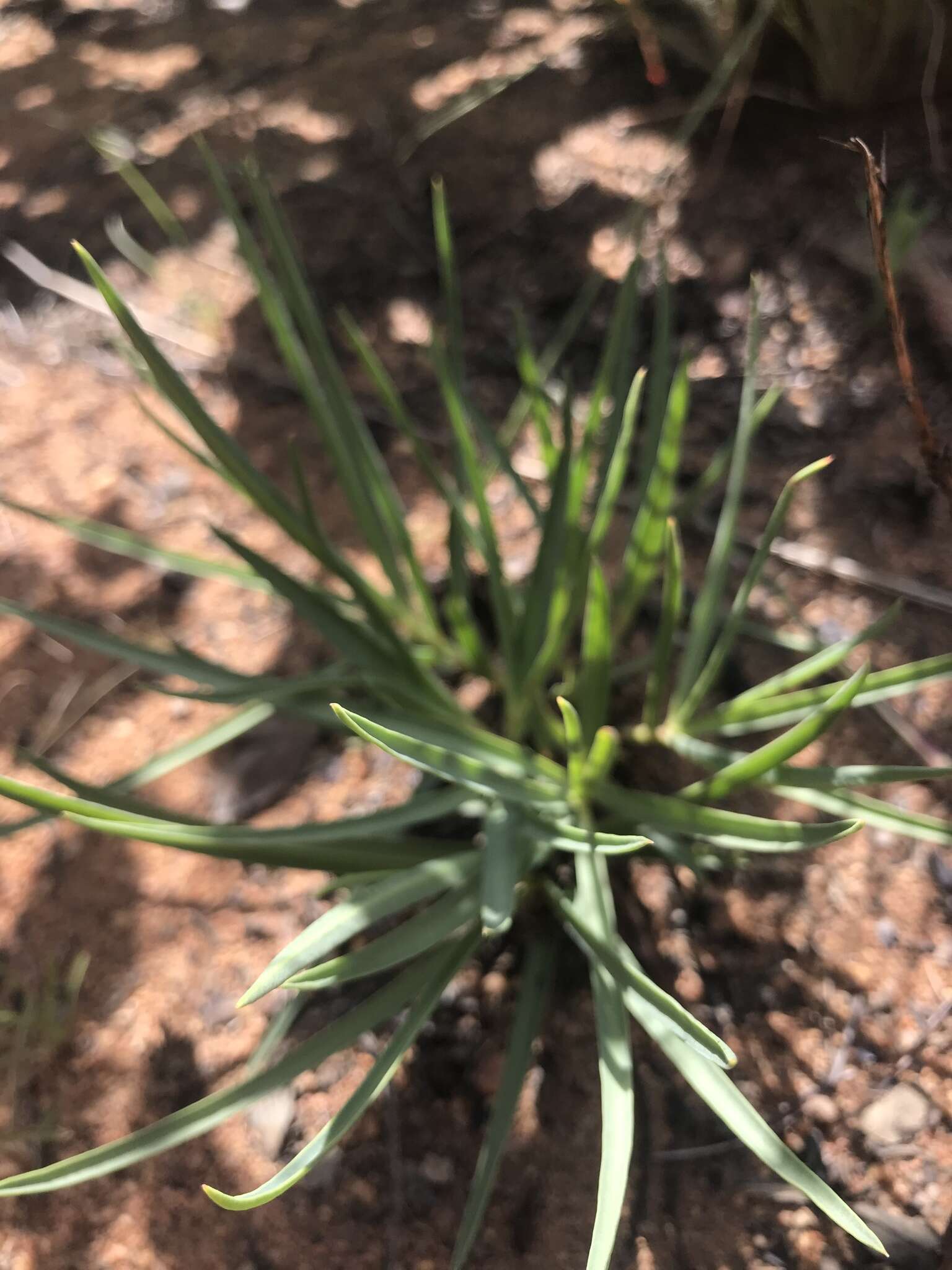 Image of Euphorbia trichadenia Pax