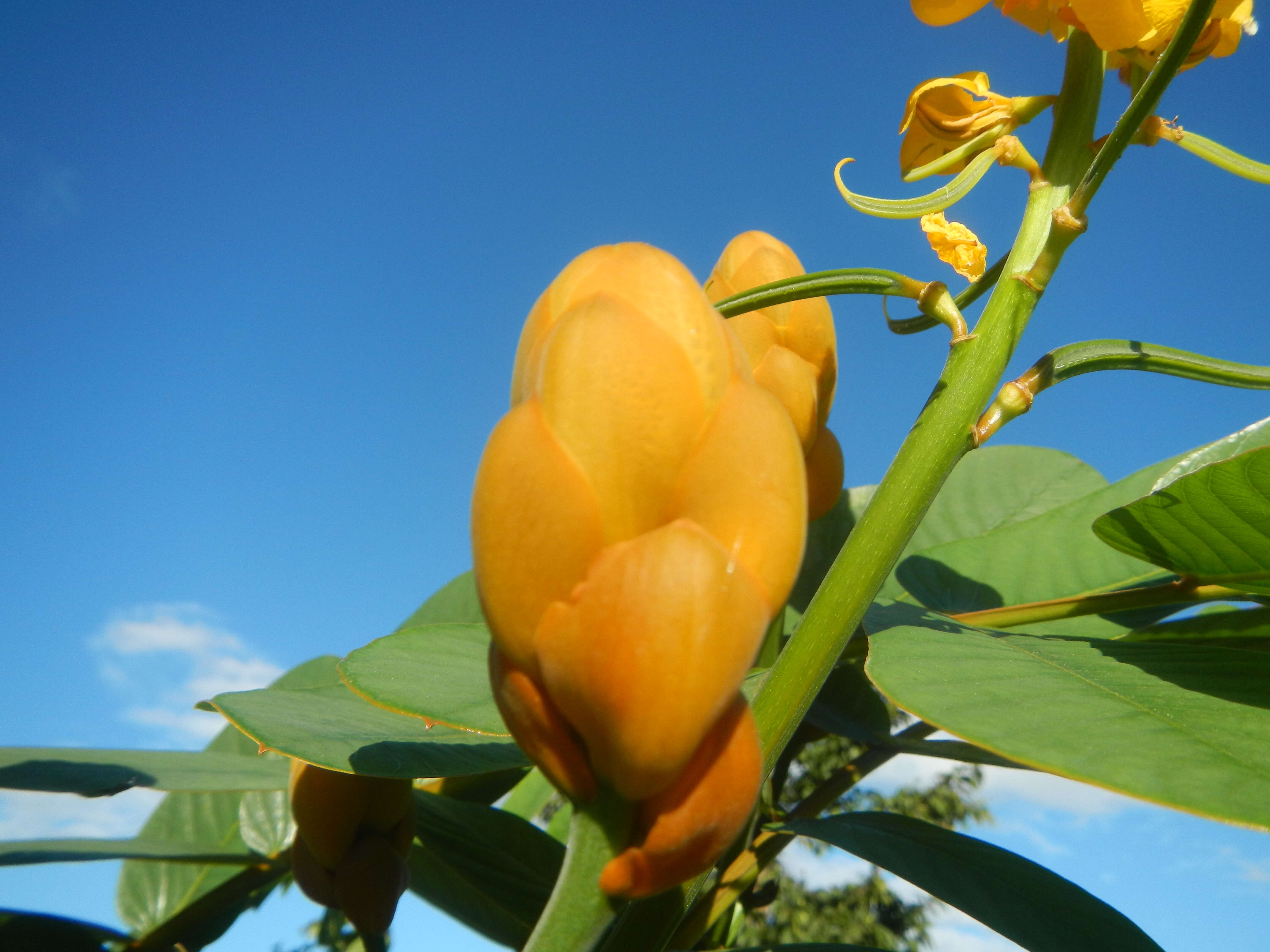 Слика од Senna alata (L.) Roxb.