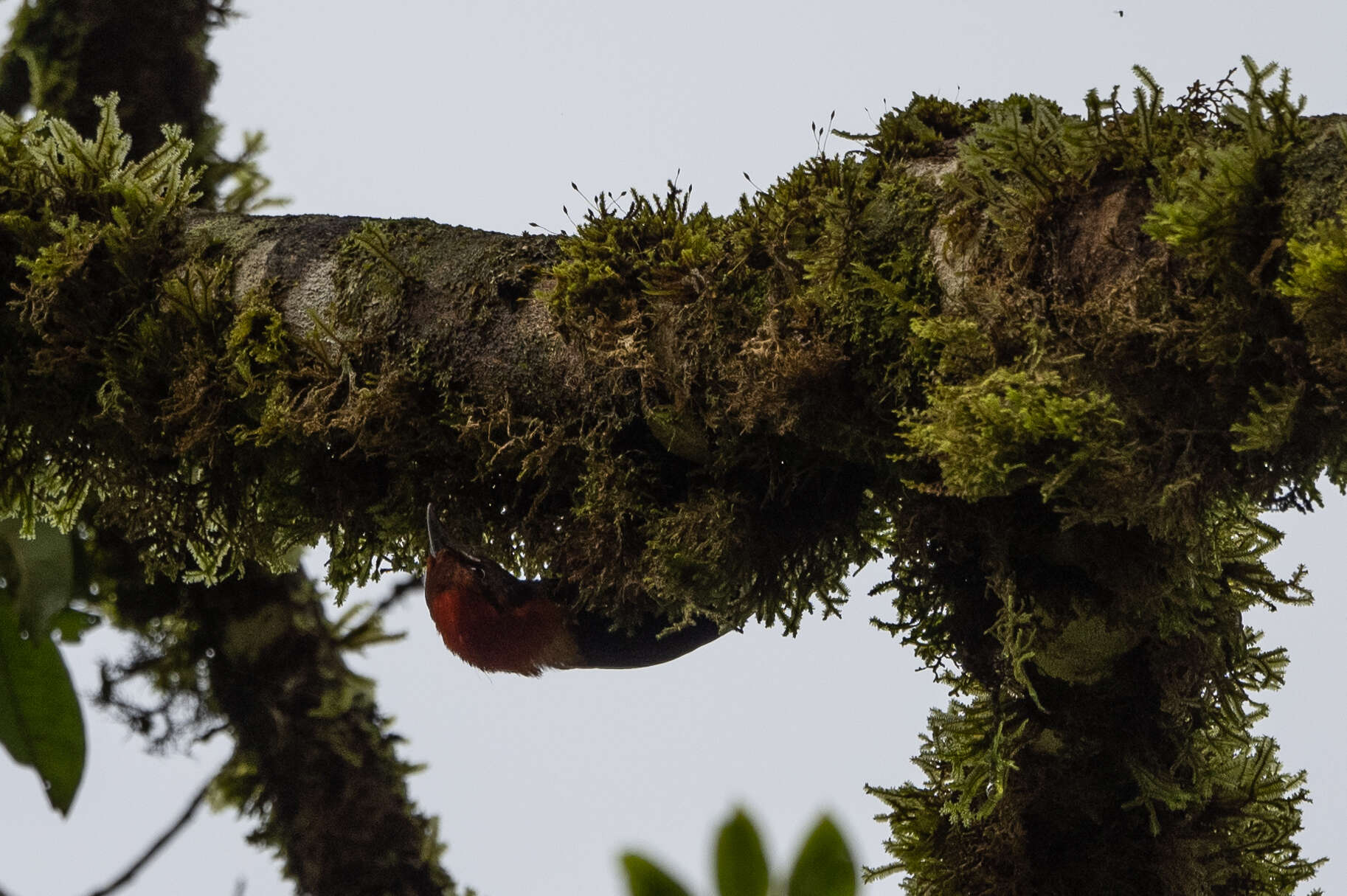 Image of Red-headed Malimbe