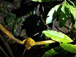 Image of Laughing Tree Frog