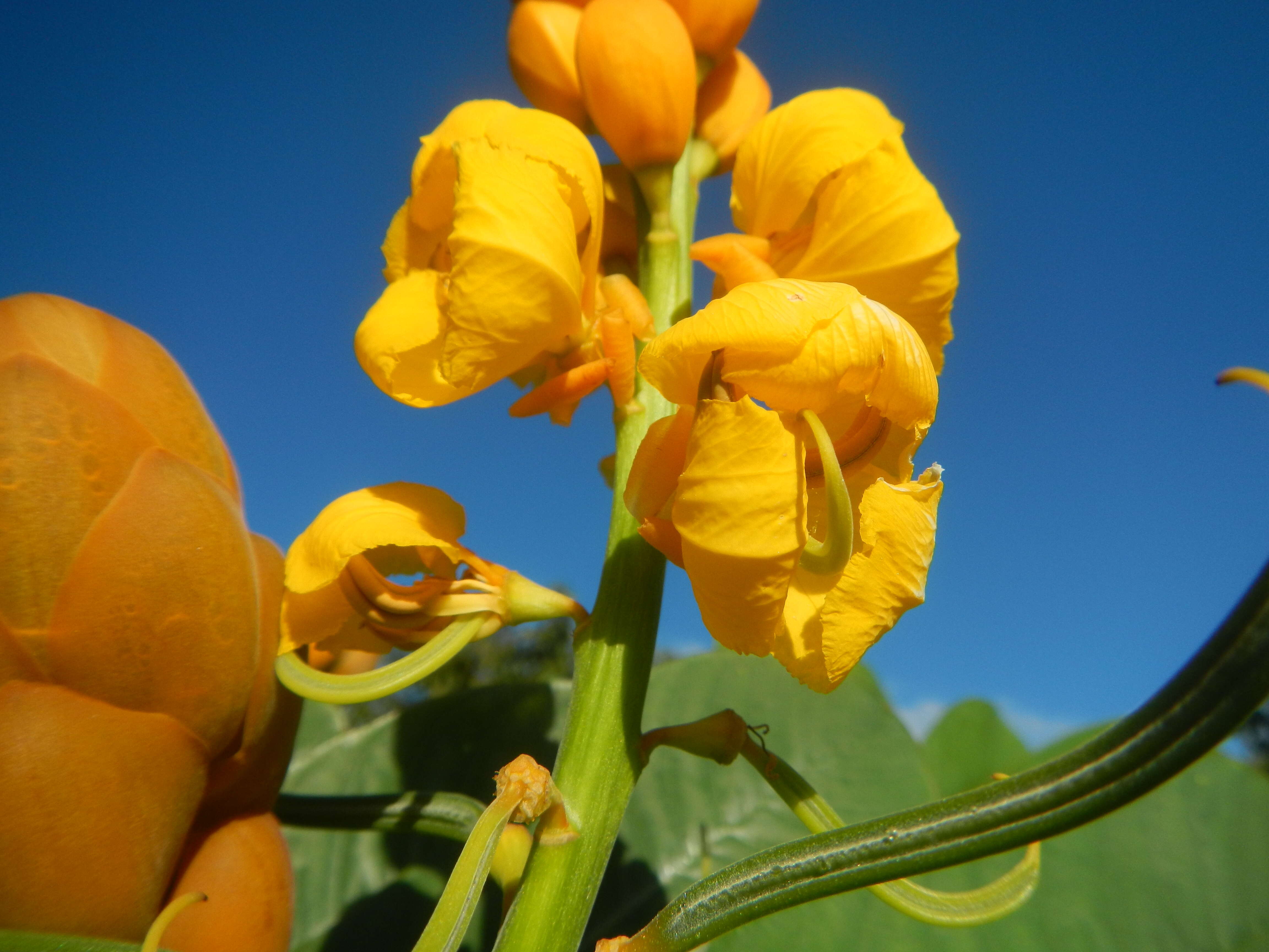 Слика од Senna alata (L.) Roxb.