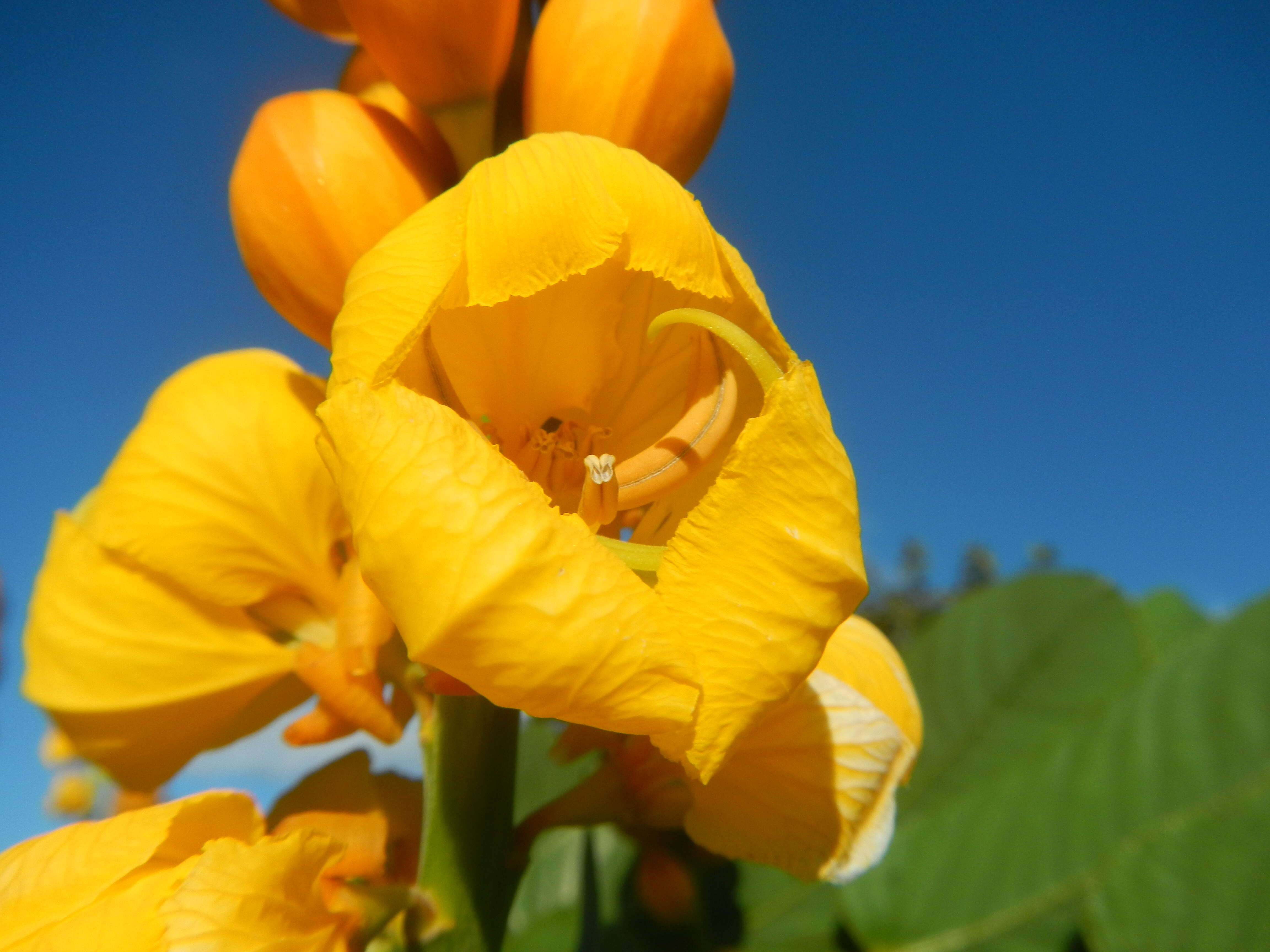 Слика од Senna alata (L.) Roxb.