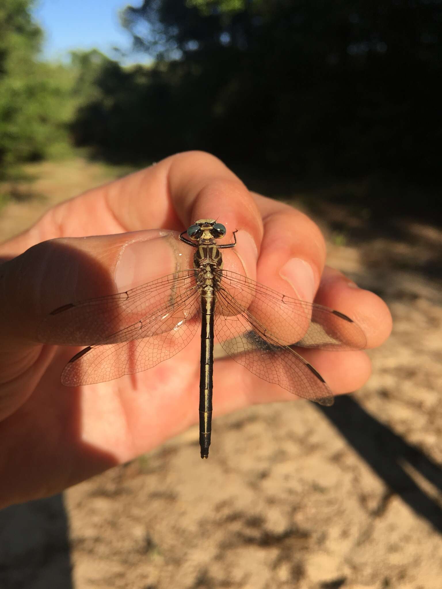 Image of Hodges' Clubtail